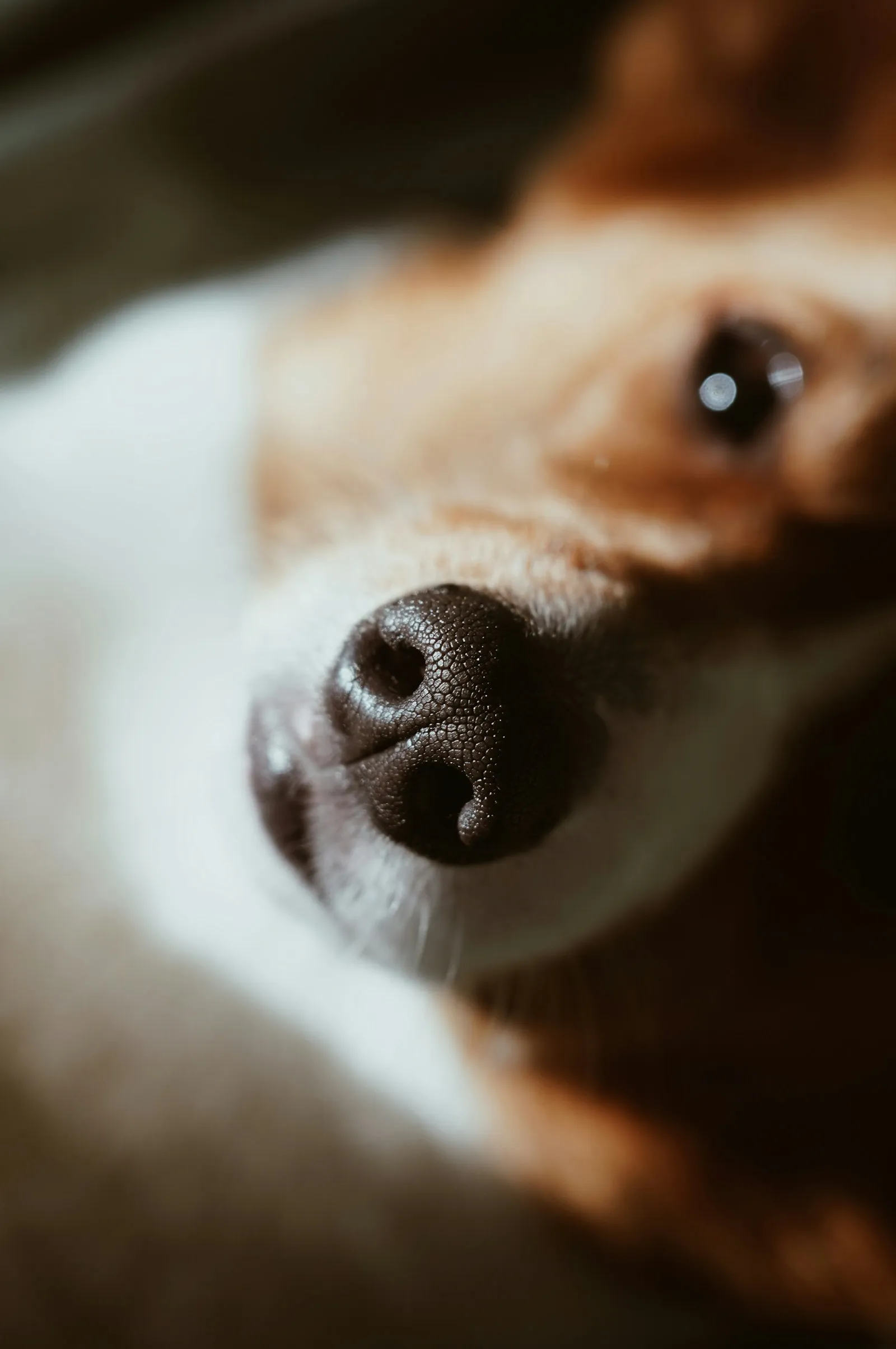 Brown dog resting on a white sheet — warm window light