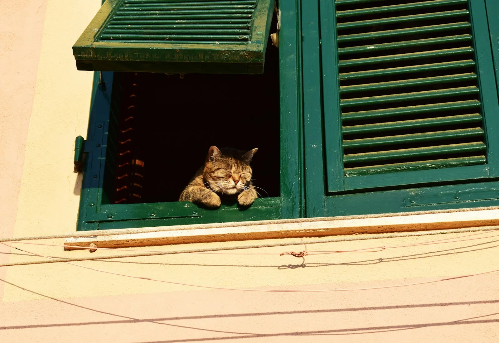 Brown tabby cat resting on a windowsill in warm daylight